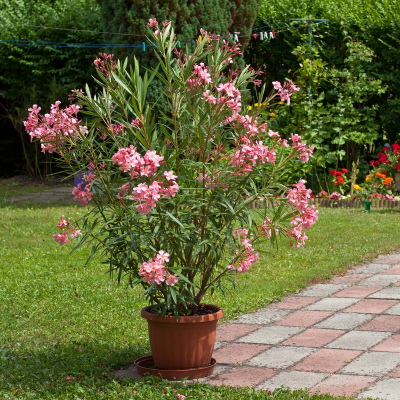 OLEANDER DWARF PINK #3 #5