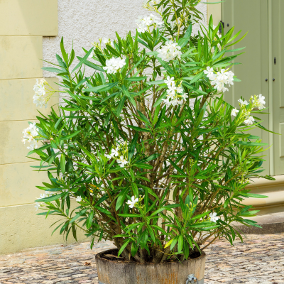 OLEANDER DWARF WHITE #3 #5