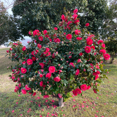 CAMELLIA JAPONICA #15