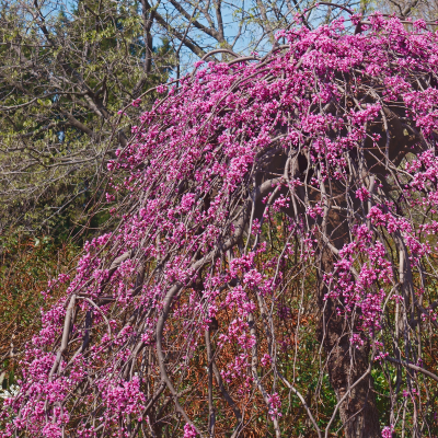 REDBUD TRAVELER WEEPING #10