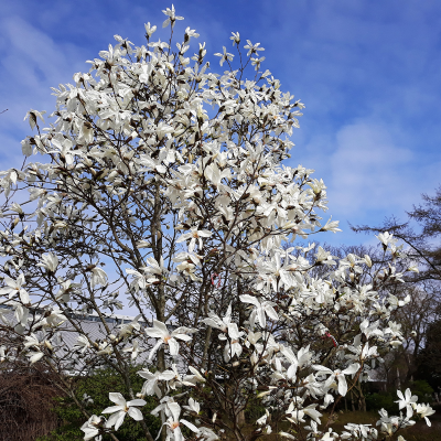 MAGNOLIA TULIP #25