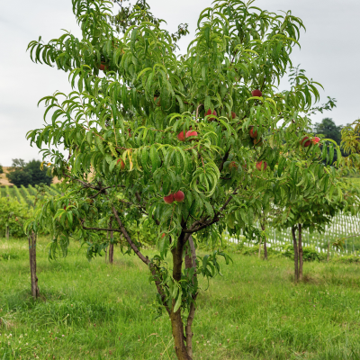 FRUIT PEACH #15