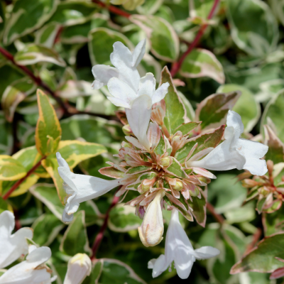 ABELIA RADIANCE SUNSHINE #3