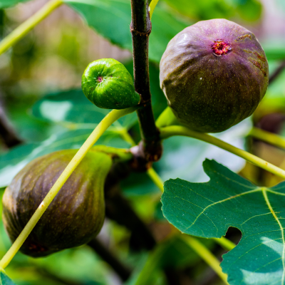 FRUIT FIG #1