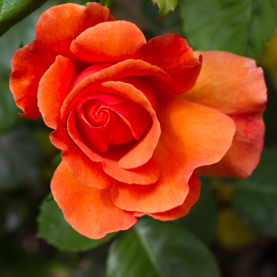 ROSE ASSORTED #3