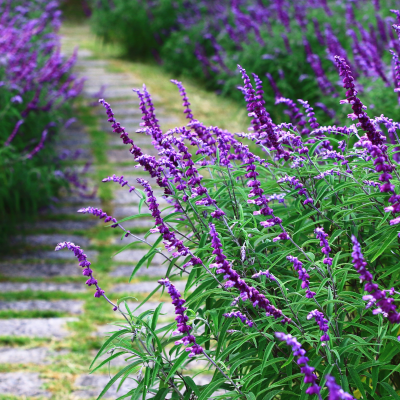 SALVIA MEXICAN BUSH SAGE #3