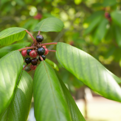 BUCKTHORN CAROLINA #5