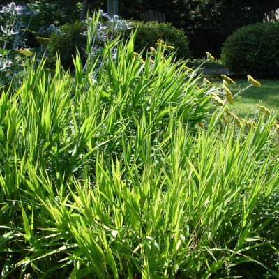 GRASS INLAND SEA OATS #3