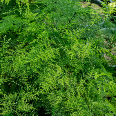 FERN ASPARAGUS PLUMOSUS #3