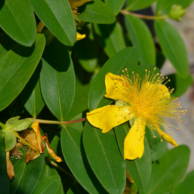 SAINT JOHNS WORT #3