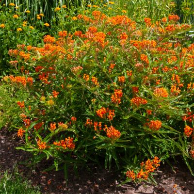 BUTTERFLY WEED #1