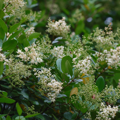 LIGUSTRUM WAXLEAF PATIO #15