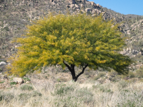 BLANK TREE