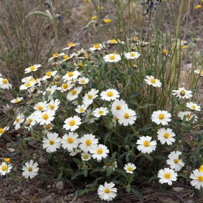 BLACKFOOT DAISY #1