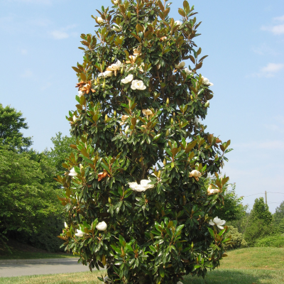 MAGNOLIA LITTLE GEM #45