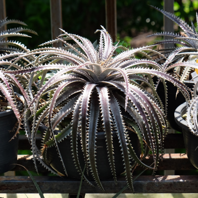 DYCKIA #2 #3