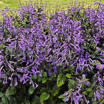BEDDING MONA LAVENDER #2