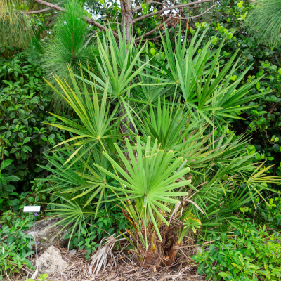 PALM SAW PALMETTO #7