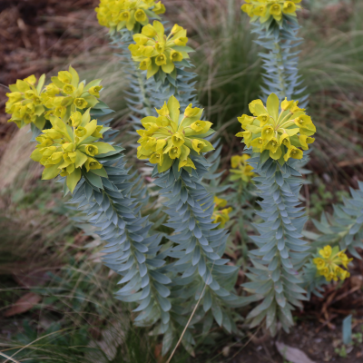 EUPHORBIA GOPHER PLANT #3 #5