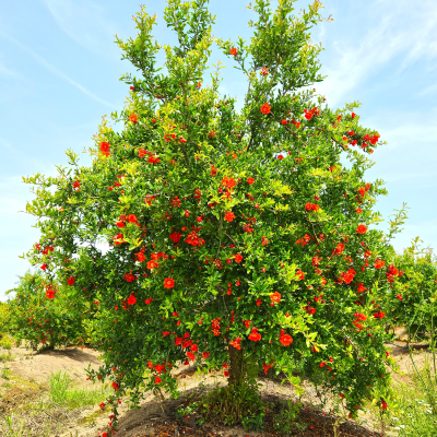 FRUIT POMEGRANATE #7