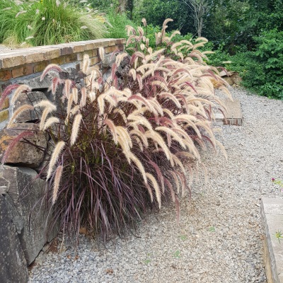 GRASS FOUNTAIN PURPLE #1