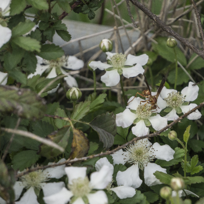 FRUIT DEWBERRIES #1