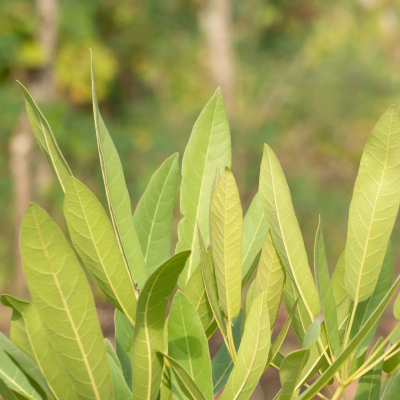 WAX MYRTLE DWARF #7