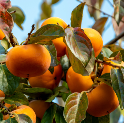 FRUIT PERSIMMON JAPANESE #5