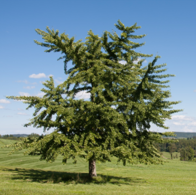 GINKGO TREE #15