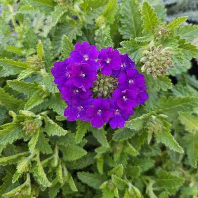 VERBENA #1