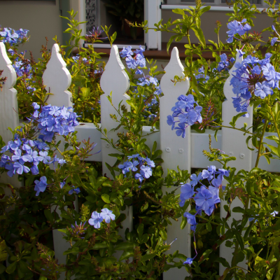 PLUMBAGO #1