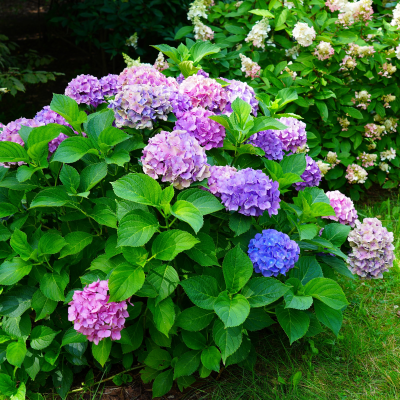 HYDRANGEA #2 #3