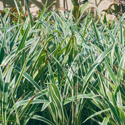 DIANELLA VARIEGATED #3