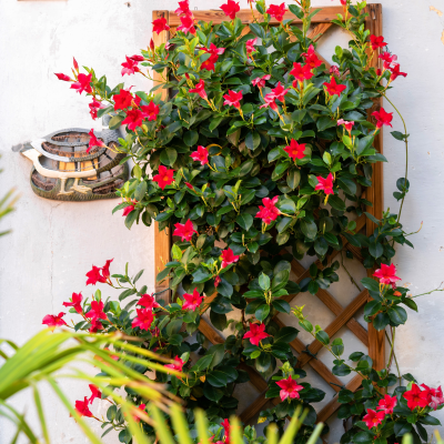 MANDEVILLA TRELLIS #3