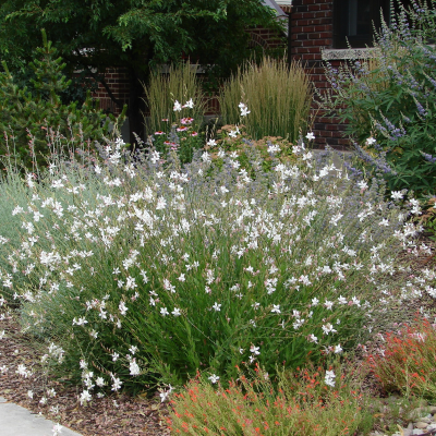 GAURA WHITE #1