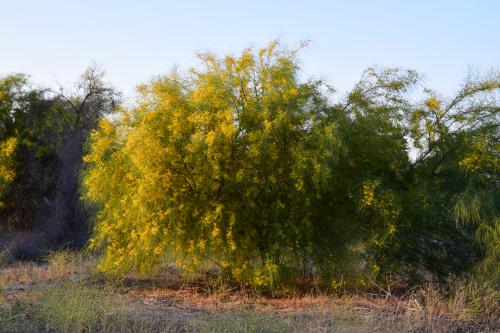 RETAMA DESERT MUSEUM #15