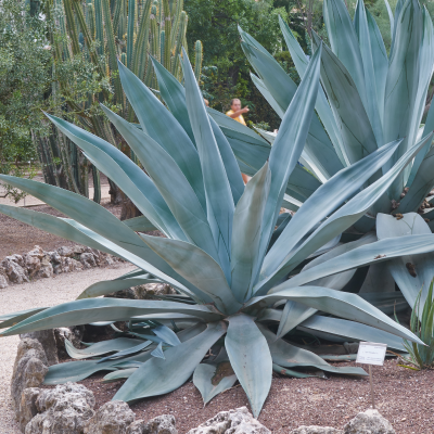 AGAVE AMERICANA #30