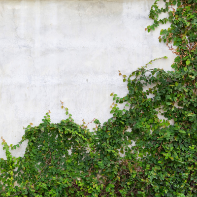 FIG IVY #5
