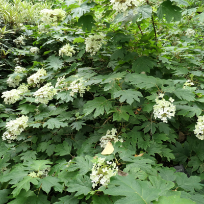 HYDRANGEA OAK LEAF #7