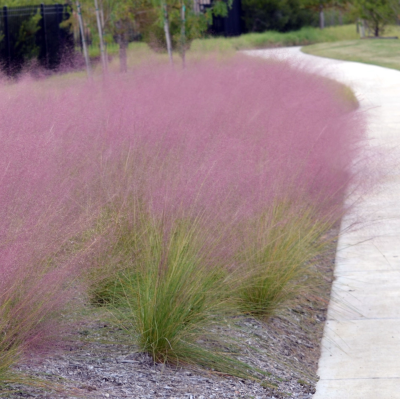 GRASS MUHLY GULF #1