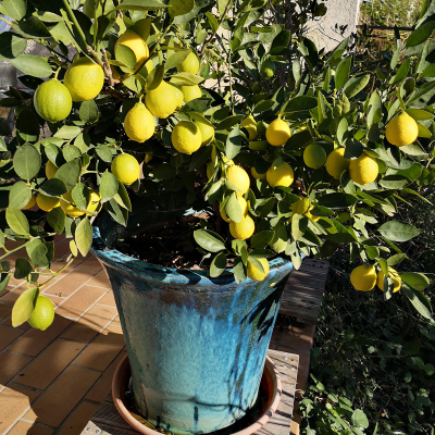 FRUIT CITRUS LEMON #10 #15