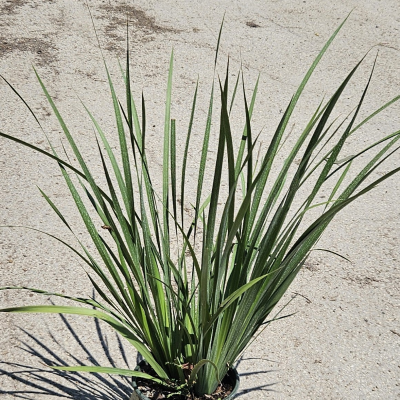 IRIS BICOLOR KATRINA #2 MONROVIA