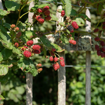 FRUIT BLACKBERRY #3