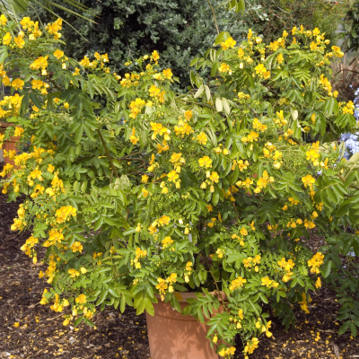 FLOWERING SENNA #5