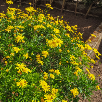 EURYOPS SHRUB DAISY #3