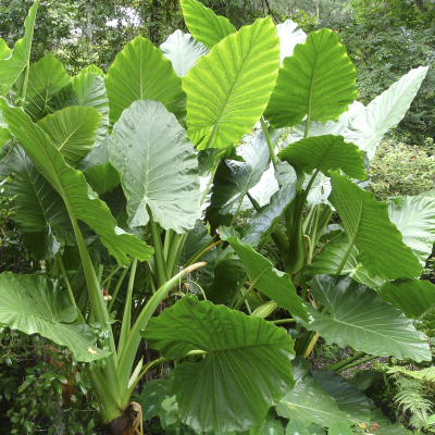 ELEPHANT EAR #7