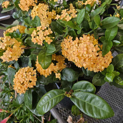 IXORA #3