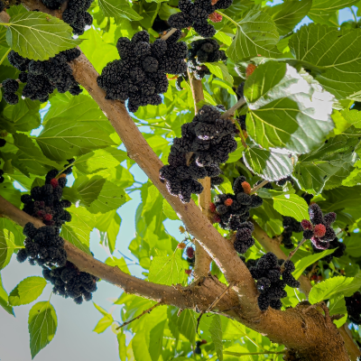 FRUIT MULBERRY #5