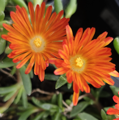 ICE PLANT ASSORTED #1