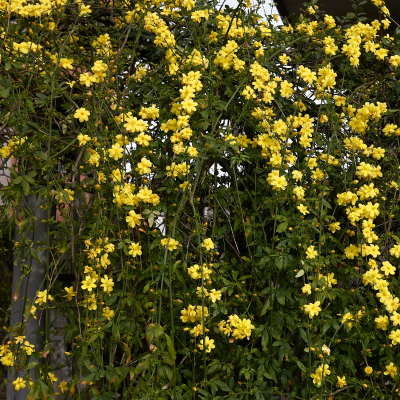 JASMINE PRIMROSE #5